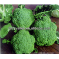 High Yield Chinese F1 Hybrid Broccoli Seeds High Popular In Market